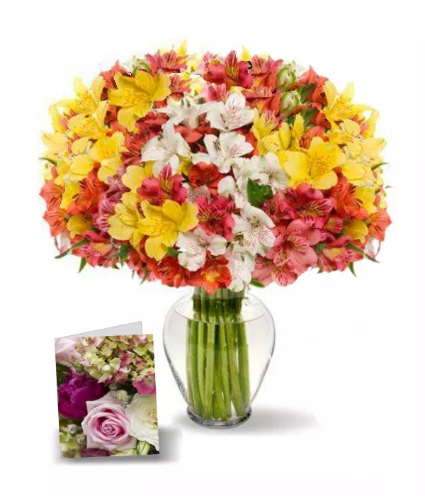 Alstroemeria Assorted