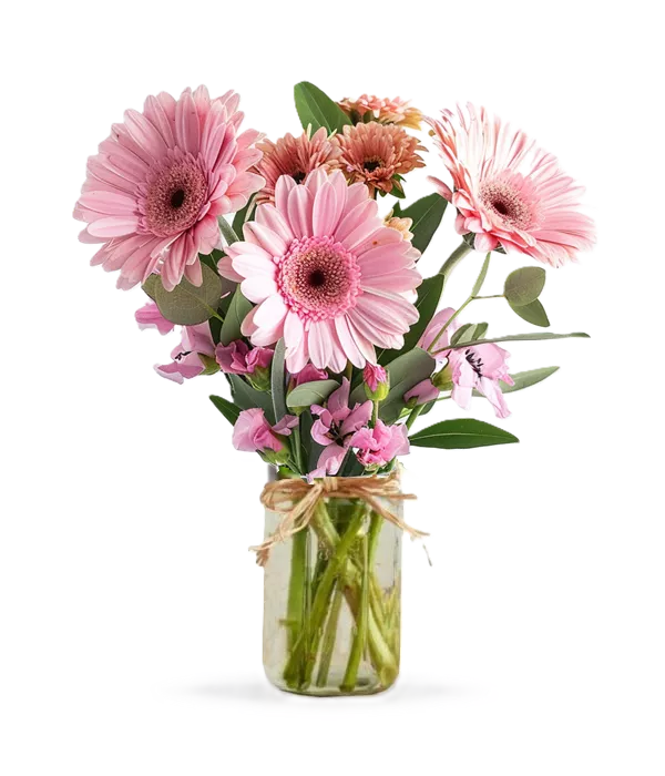 Alstroemeria Pink