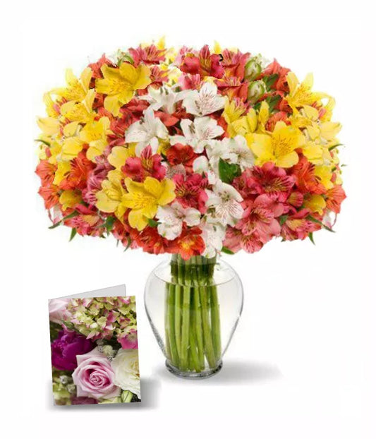 150 Blooms of Peruvian Lillies