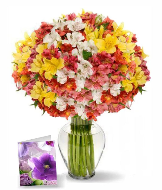 Alstroemeria Assorted