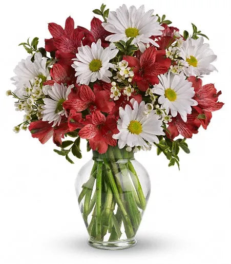 Alstroemeria Red