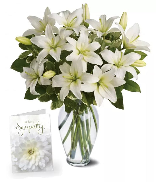 Asiatic Lily White