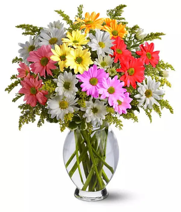 Classic Assorted Colour Daisy Bouquet From You Flowers Aus