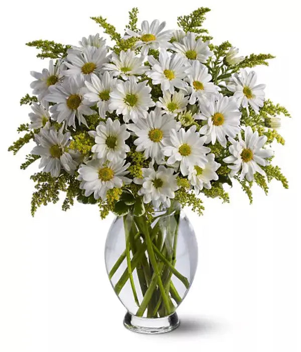 Classic White Daisies From You Flowers Aus