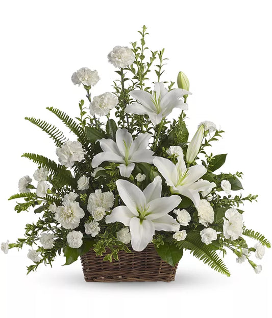 Asiatic Lily White