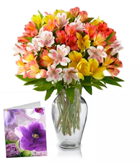 Alstroemeria Assorted