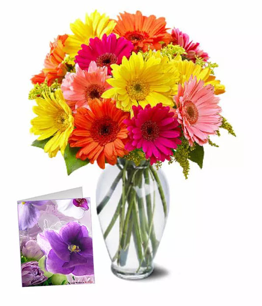 12 Dazzling Gerberas - From You Flowers Aus