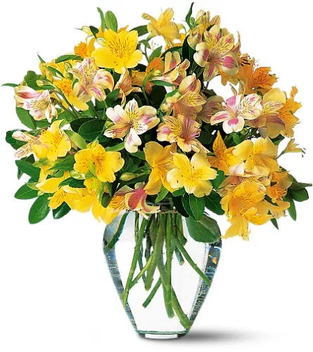 Alstroemeria Pink/White