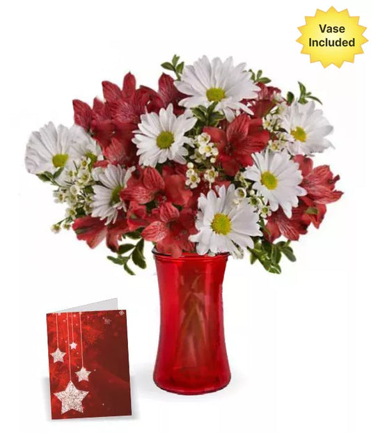 Alstroemeria Red