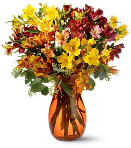 Alstroemeria Orange