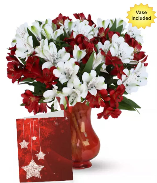 Alstroemeria Red