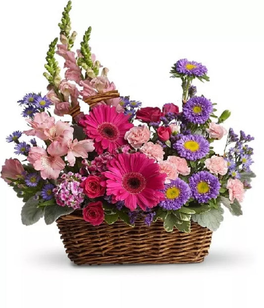 Alstroemeria Pink