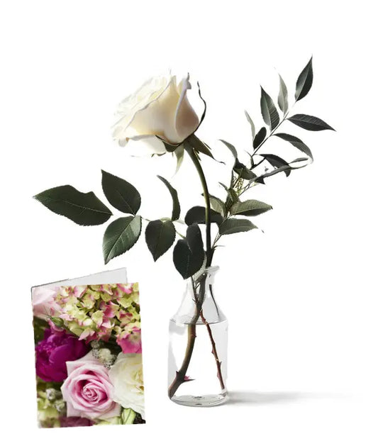 Snowdrop Solo From You Flowers Aus